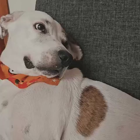 Cepillo Vaporizador 3 en 1 para Mascotas  Elimina Pelo y Relaja en Minutos